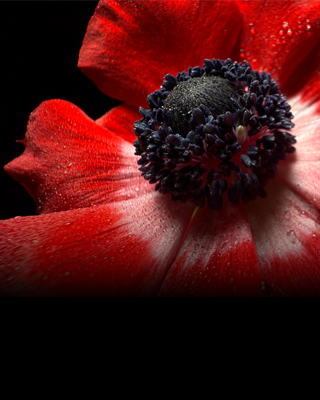 Close-up of a flower